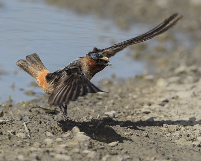 CLIFF SWALLOW
