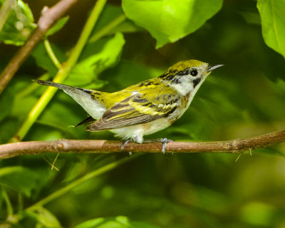 CHESTNUT-SIDED WARBLER