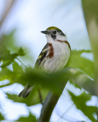 CHESTNUT-SIDED WARBLER