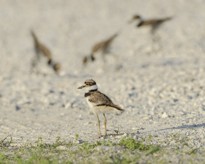 KILLDEER