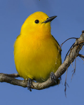 PROTHONOTARY WARBLER