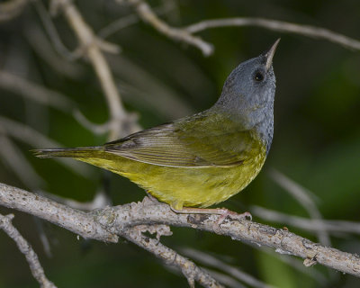 MOURNING WARBLER