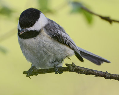 BLACK-CAPPED CHICKADEE