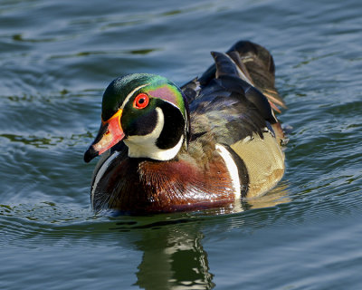 WOOD DUCK