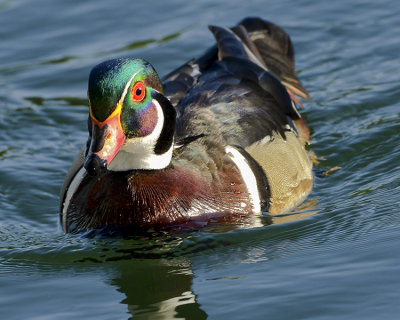 WOOD DUCK