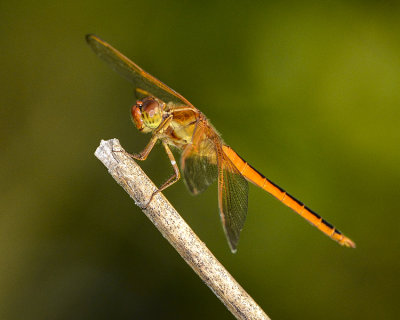 DRAGONFLY