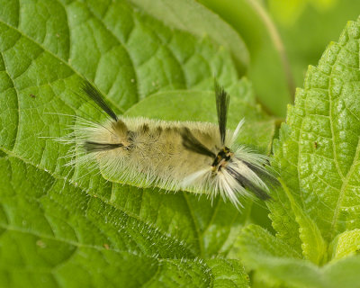 CATERPILLAR