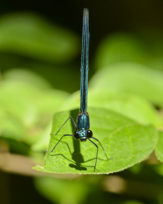 DAMSELFLY