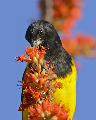 SCOTT'S ORIOLE