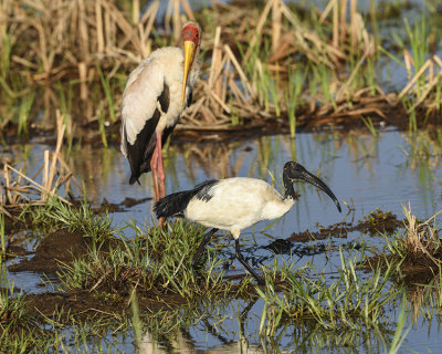 YELLOW-BILLED STORK AND SACRED IBIS