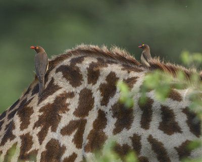 RED-BILLED OXPECKERS