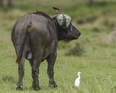 CAPE BUFFALO, YELLOW-BILLED OXPECKERS, CATTLE EGRET