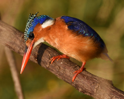 MALACHITE KINGFISHER