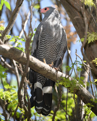 AFRICAN HARRIER-HAWK