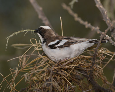 WHITE-BROWED SPARROW-WEAVER