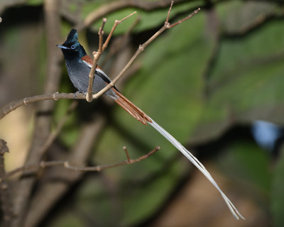 AFRICAN PARADISE FLYCATCHER