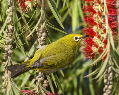 YELLOW WHITE-EYE