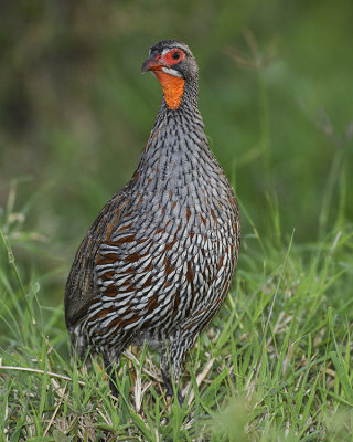 RED-NECKED SPURFOWL