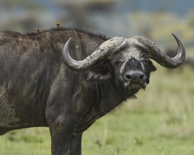 CAPE BUFFALO AND YELLOW-BILLED OXPECKERS