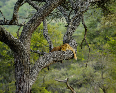 FEMALE LION