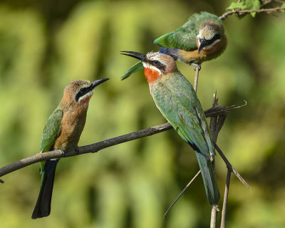 WHITE-FRONTED BEE-EATER