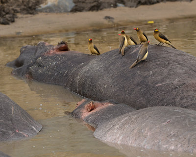 RED AND YELLOW-BILLED OXPECKERS ON A HIPPO