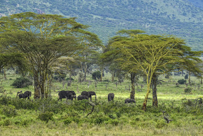 AFRICAN ELEPHANTS