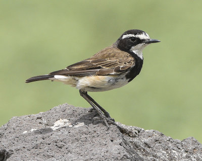 CAPPED WHEATEAR