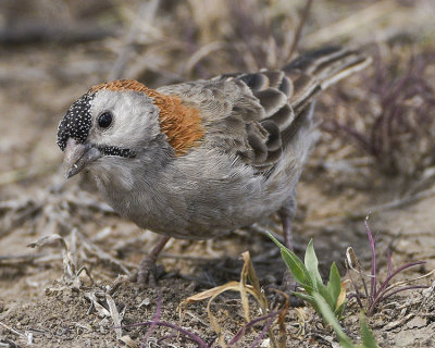 SPECKLE-FRONTED WEAVER