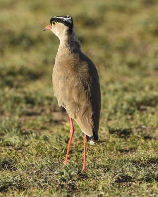 CROWNED LAPWING