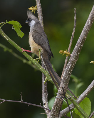 SPECKLED MOUSEBIRD