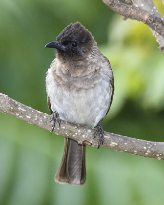 COMMON BULBUL