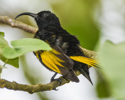 GOLDEN-WINGED SUNBIRD