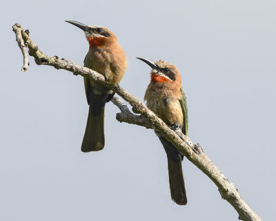 WHITE-FRONTED BEE-EATER