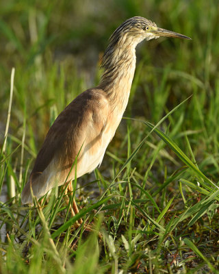 COMMON SQUACCO HERON