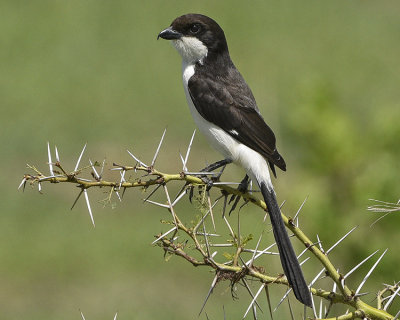 LONG-TAILED FISCAL