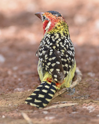 RED-AND-YELLOW BARBET