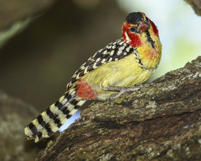 RED-AND-YELLOW BARBET