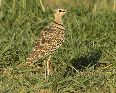 TWO-BANDED COURSER