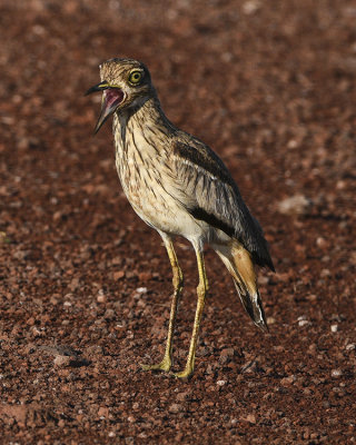 WATER THICK-KNEE