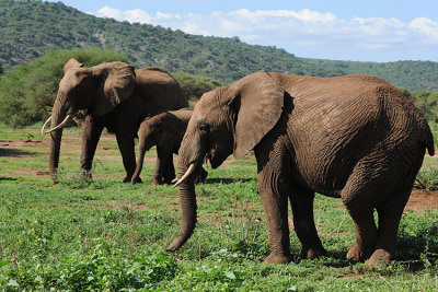 AFRICAN ELEPHANTS