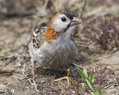SPECKLE-FRONTED WEAVER