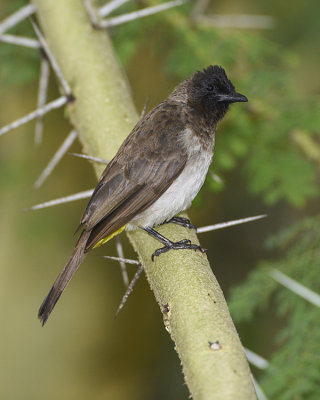 COMMON BULBUL