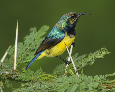 VARIABLE SUNBIRD