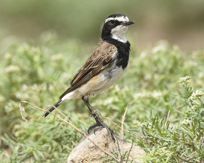 CAPPED WHEATEAR