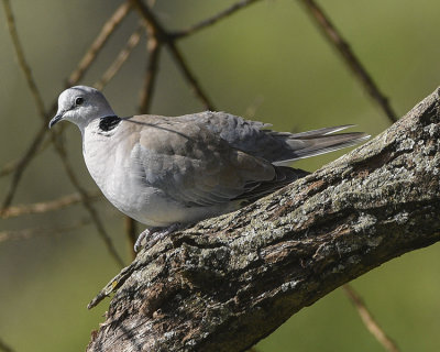 AFRICAN MOURNING DOVE