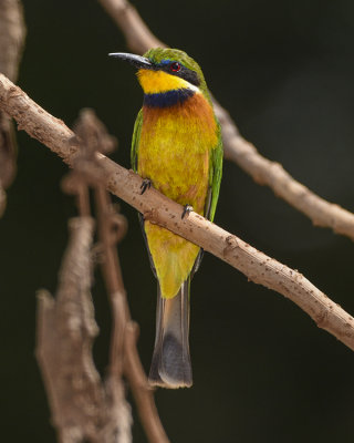 CINNAMON-CHESTED BEE-EATER