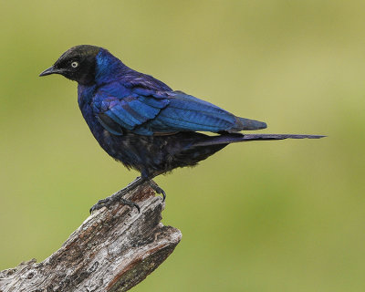 RUPPELL'S LONG-TAILED STARLING