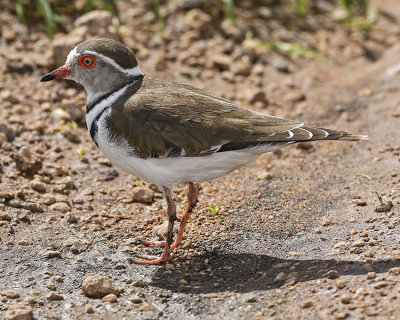 THREE-BANDED PLOVER