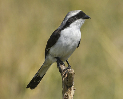GREY-BACKED FISCAL